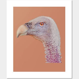 Ruppels Griffon Vulture Posters and Art